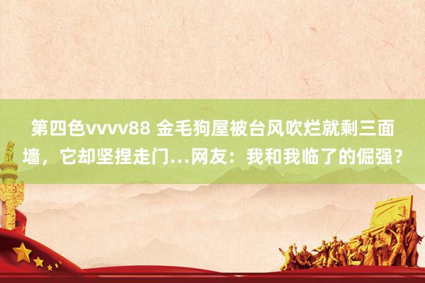 第四色vvvv88 金毛狗屋被台风吹烂就剩三面墙，它却坚捏走门…网友：我和我临了的倔强？