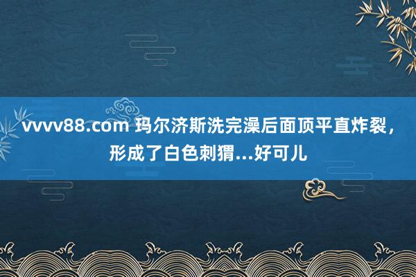 vvvv88.com 玛尔济斯洗完澡后面顶平直炸裂，形成了白色刺猬...好可儿